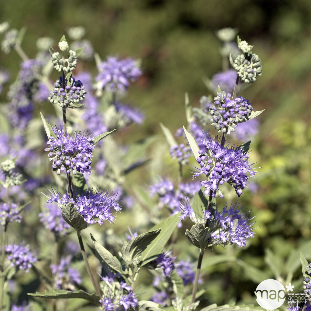 Caryopteris x clandonensis : ctr 2 litres