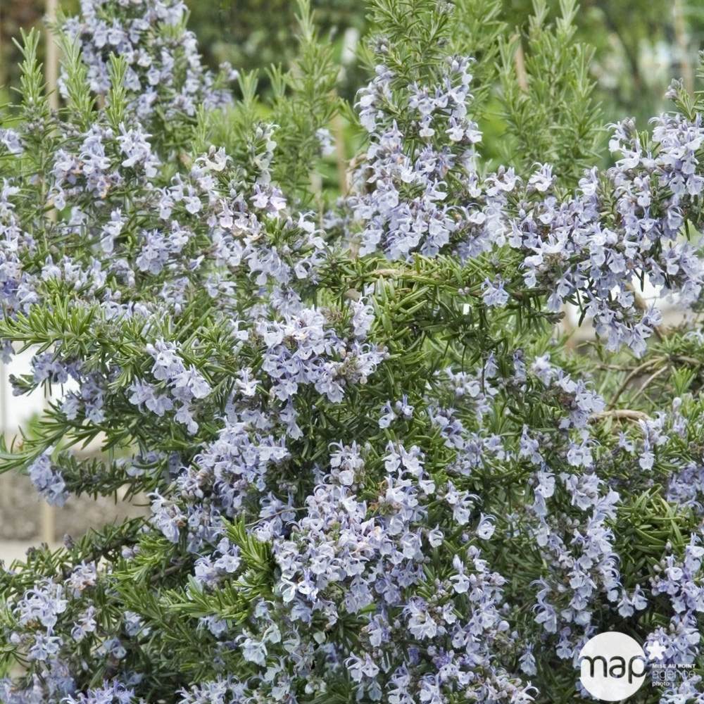 Rosmarinus officinalis : H 40/60 cm ctr 4 litres