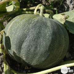 Plants de melons 'Petit Gris de Rennes' : barquette de 6 plants