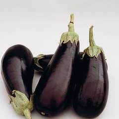 Plant d'aubergine 'Classic' F1 : pot de 0,5 litre