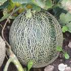Plant de melon 'Galia' F1 : pot de 0,5 litre