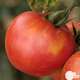 Plant de tomate 'Fandango' F1 : pot de 0,5 litre
