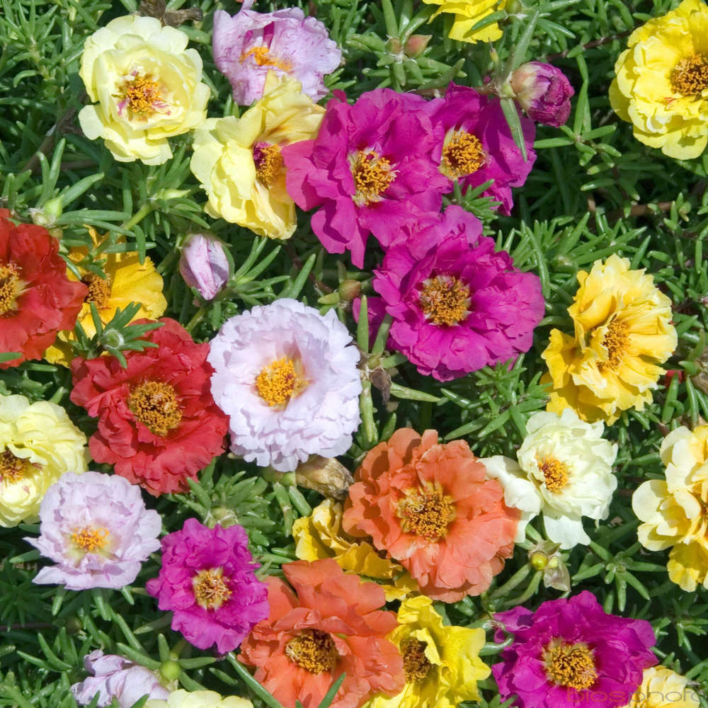 Pourpier : pot Ø 13 cm ou Ctr 1 litre