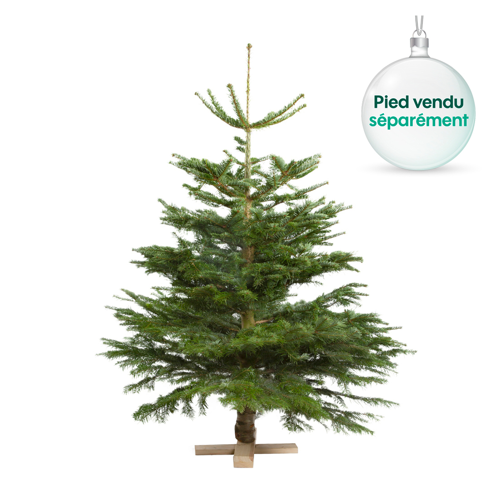 Sapin naturel Abies Nordmann coupÃ© 125/150 cm