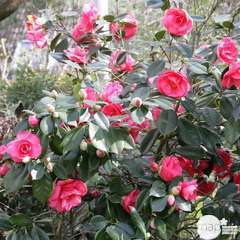 Camellia japonica : H 60/80 cm, ctr 12 Litres