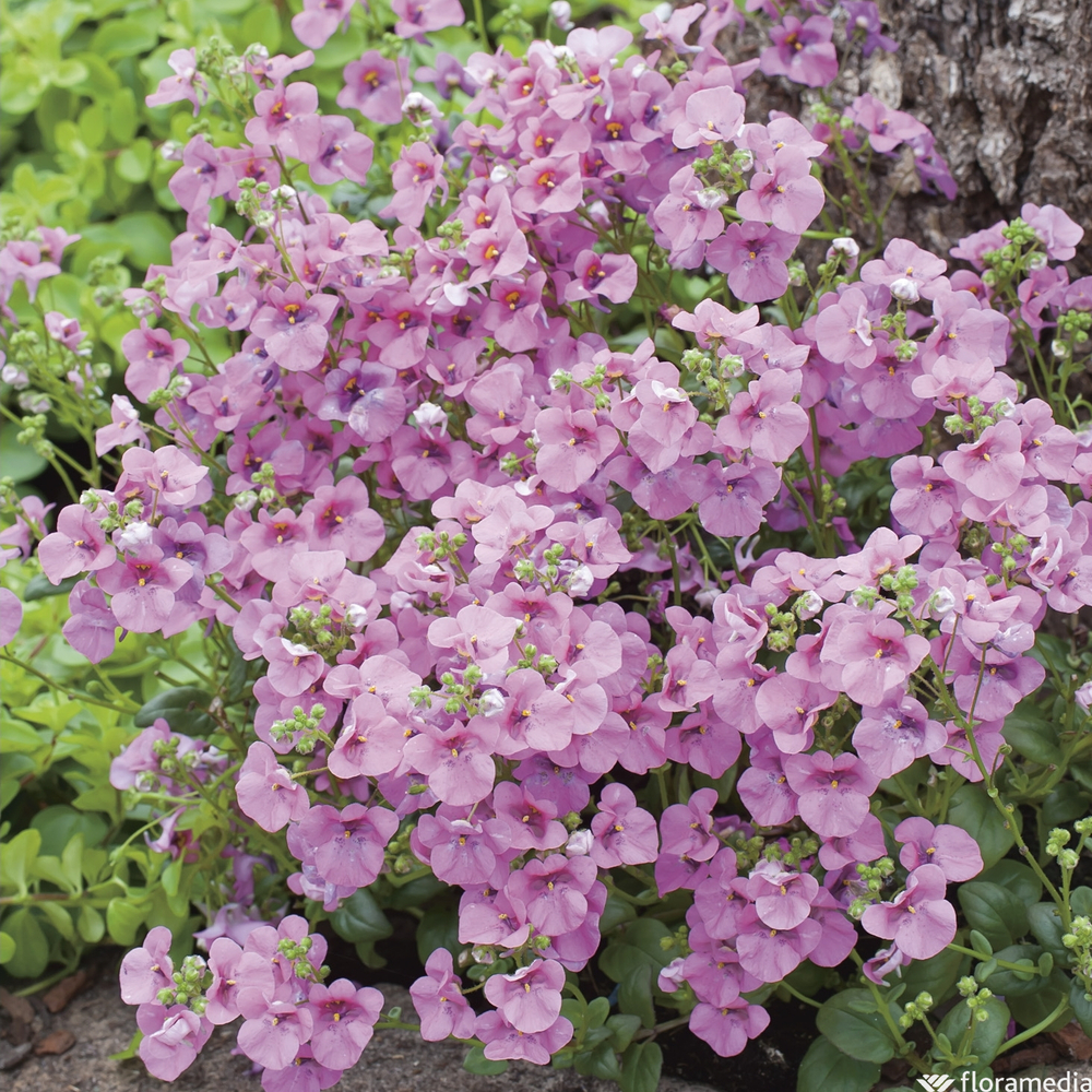 Diascia : pot Ø 10,5 cm