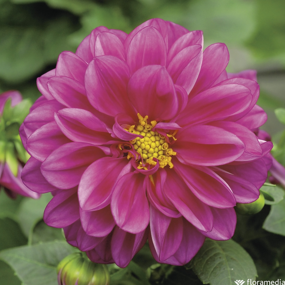 Dahlia : barquette de 10 plants