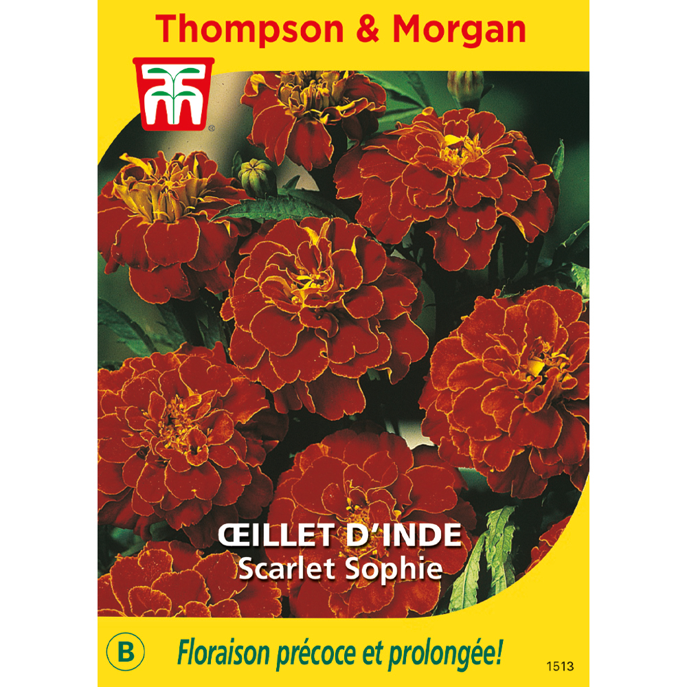 Oeillet d'inde scarlet sophie