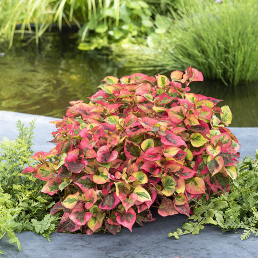 Plante aquatique pour bordure de bassin - Pot 9cm