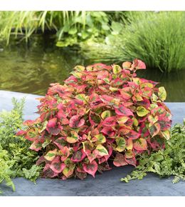 Plante aquatique pour bordure de bassin - Pot 9cm