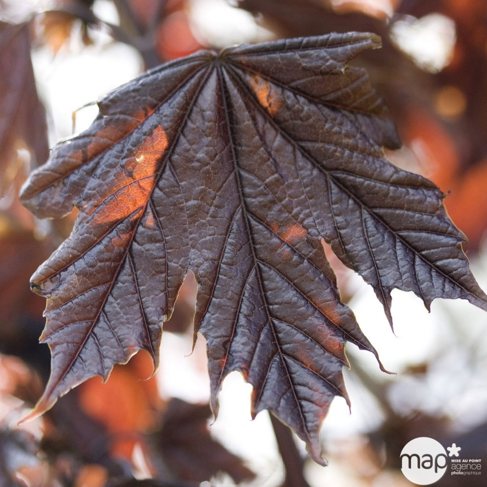 Acer platanoides ' Crimson Sentry ' : ctr 15 litres