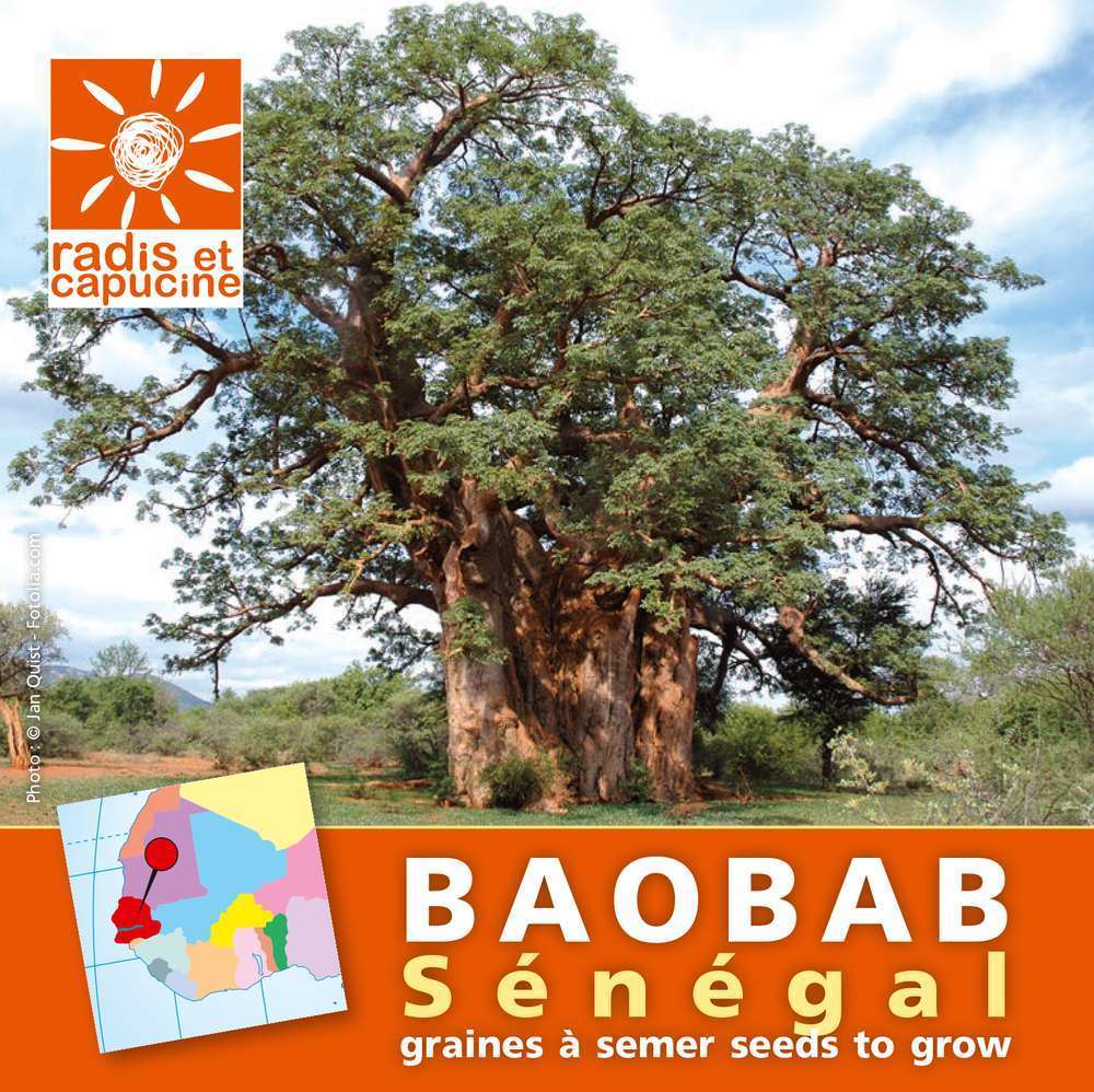 Graines du monde à semer Baobab