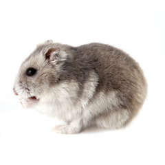 Hamster : Roborowski