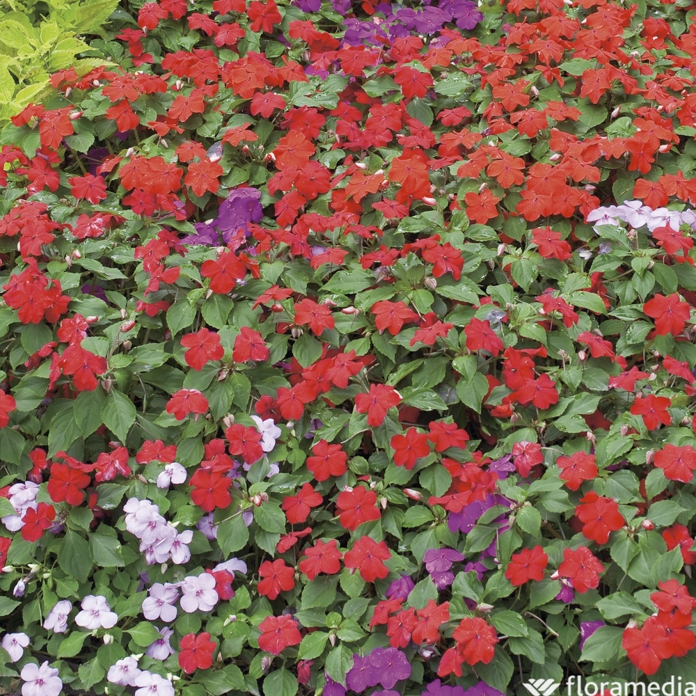 Impatiens : pot Ø 10,5 cm