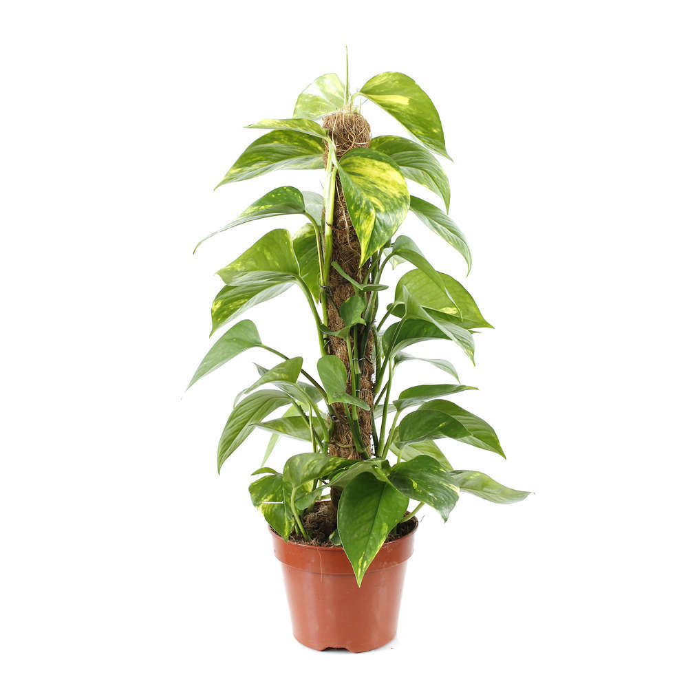 Pothos : H.40/90cm pot