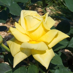 Rosier buisson : pot de 4 litres