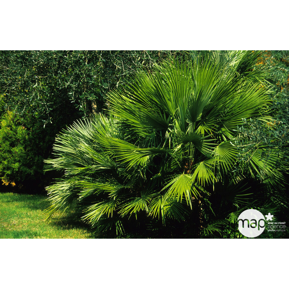 Chamaerops humilis: pot dÃ©coratif 14L
