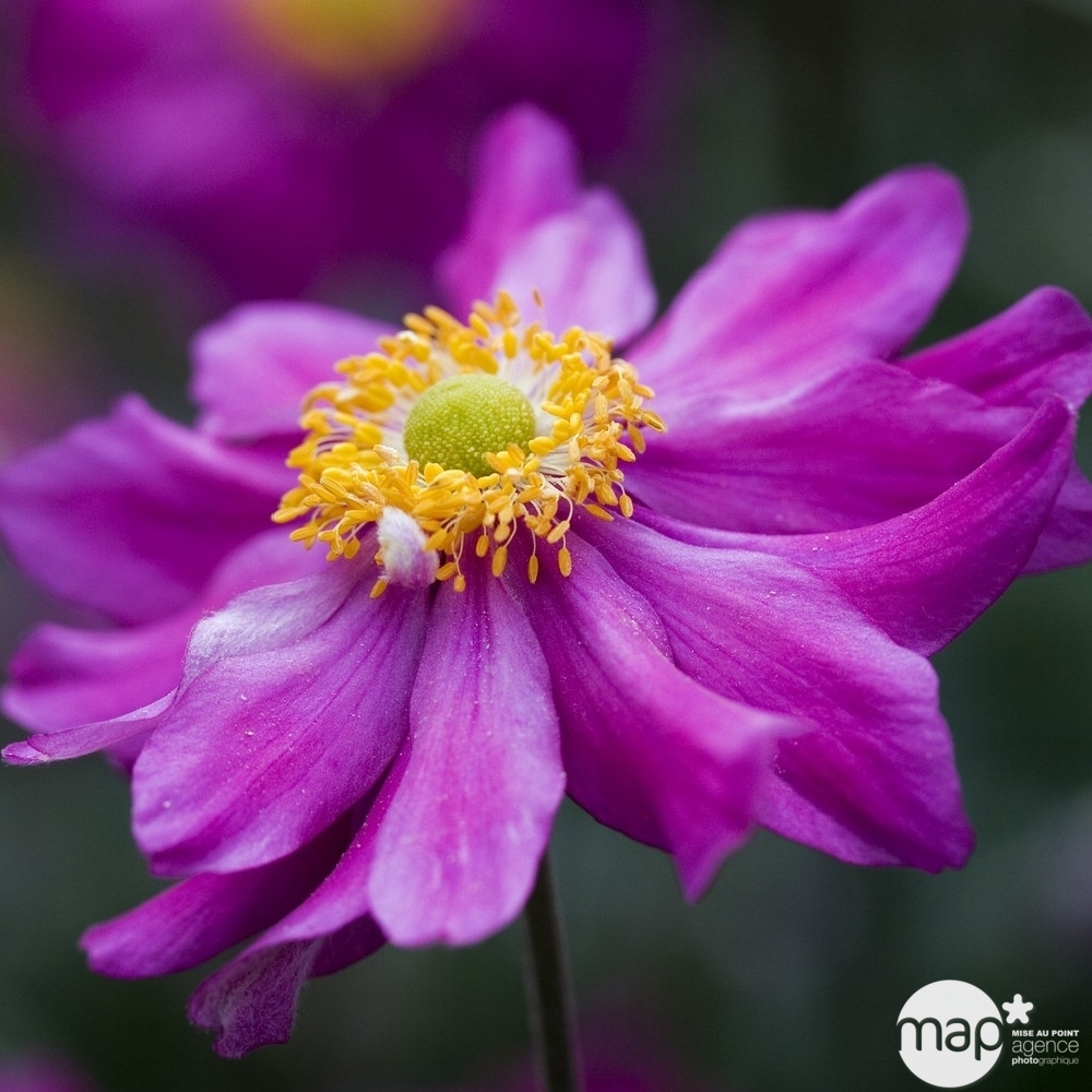 Vivaces Godet : gamme basique