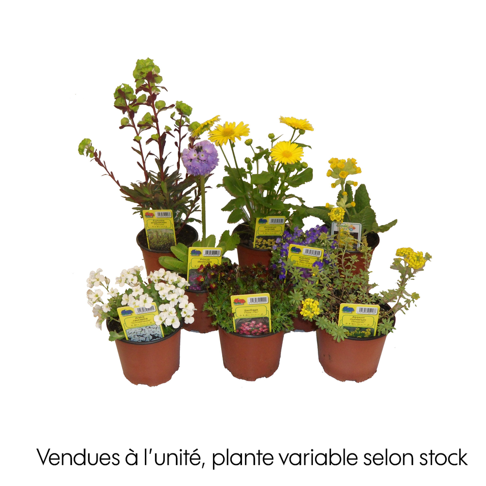 Vivaces, variétés variables : pot 0,5L