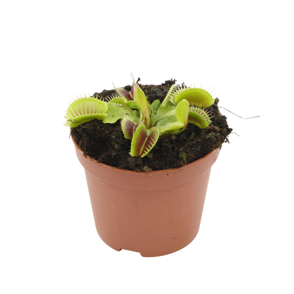 Attrape-mouches : Ø7cm, pot