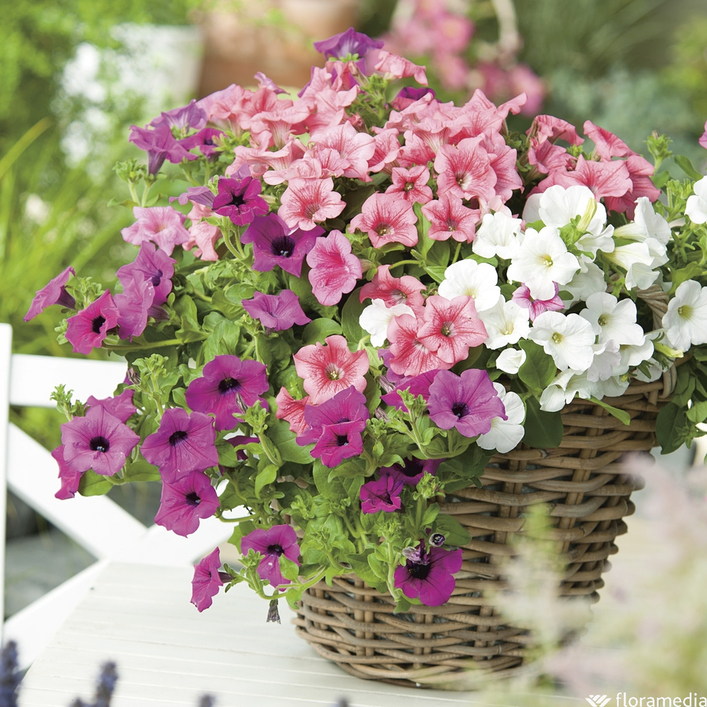 Pétunia retombant : pot Ø 10,5 cm