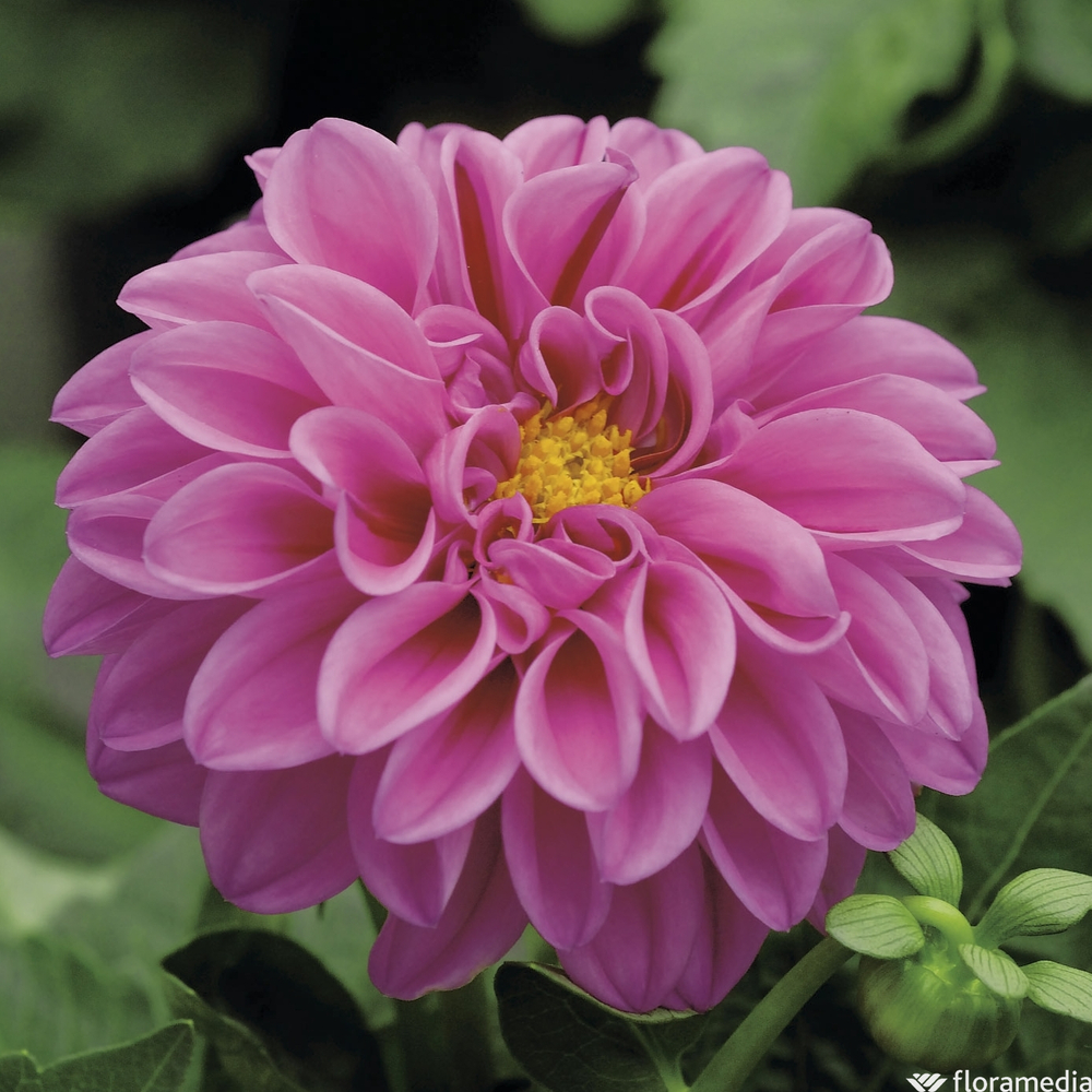 Dahlia : pot Ø 10,5 cm