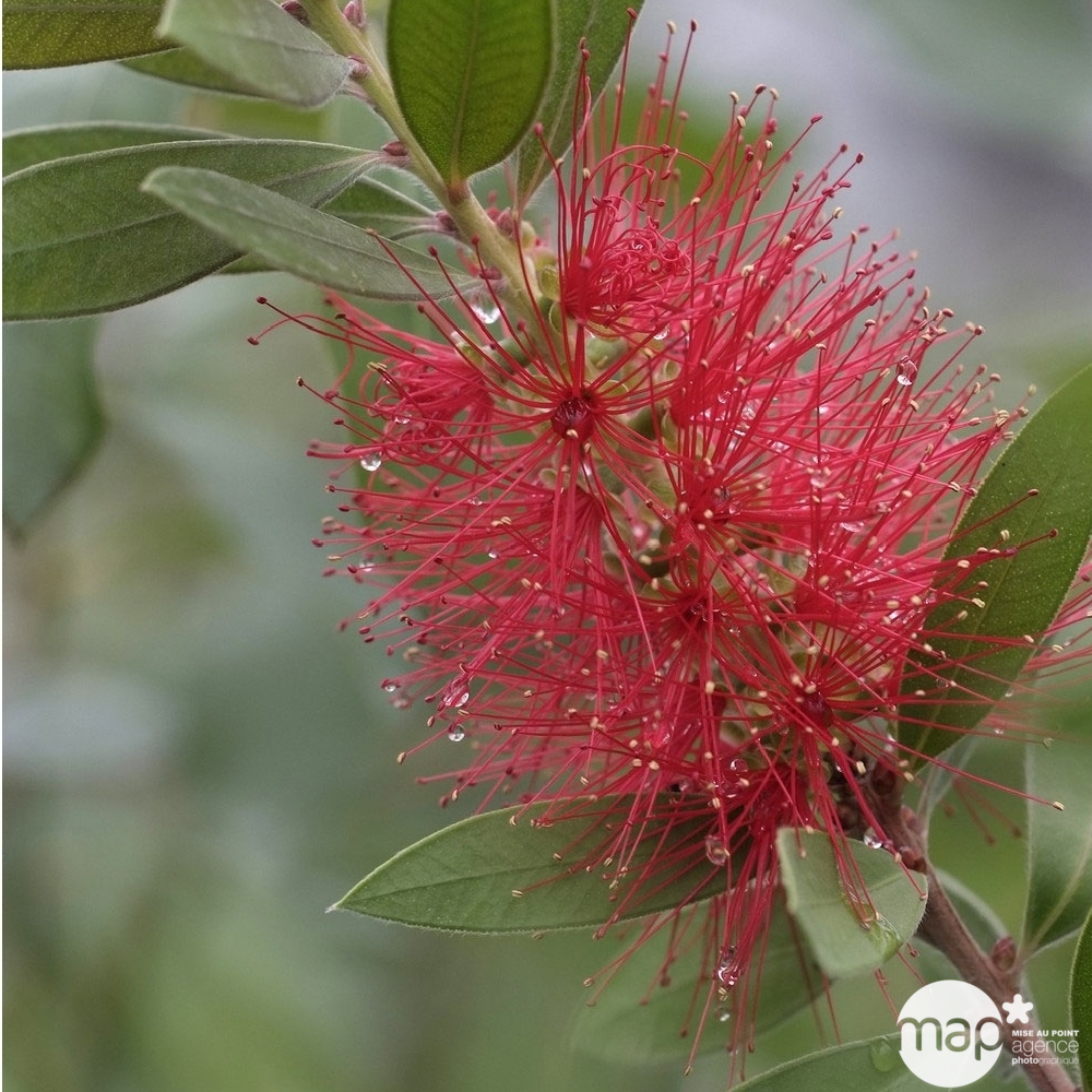 Callistemon Laevis : ctr 7 Litres