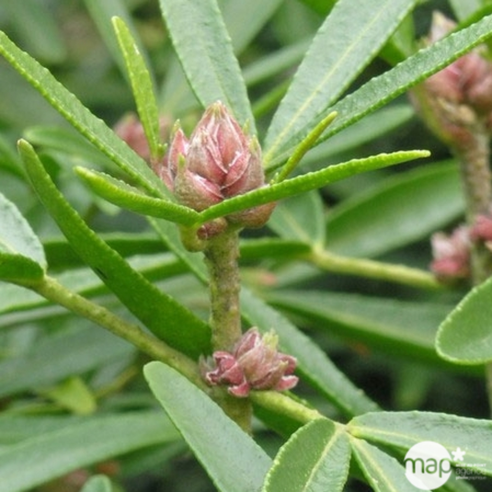 Choisya X aztec Pearl : H30/40cm Pot 3L