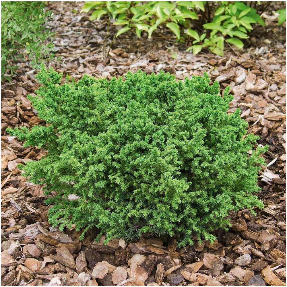 Cryptomeria japonica Vilmoriniana : H. 25/30 cm, pot 4L