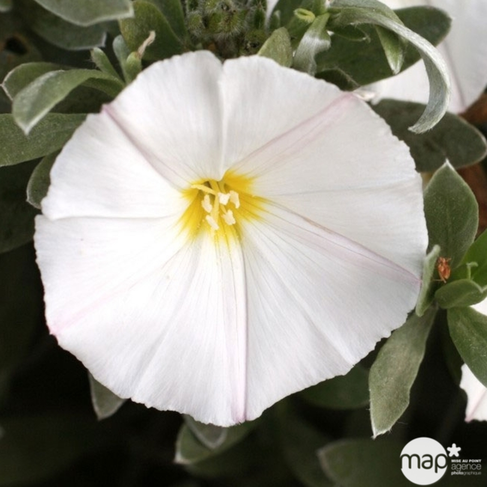 Convolvulus cneorum:conteneur 3 litres