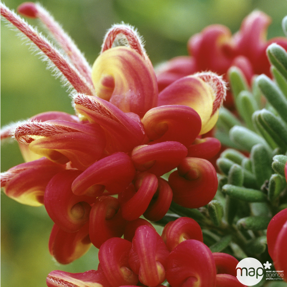 Grevillea varié : C 3L