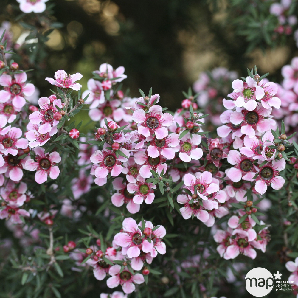 Leptospermum : C3L - Coloris variables