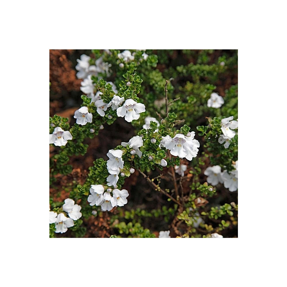 Prostanthera cuneata : ctr 3 litres