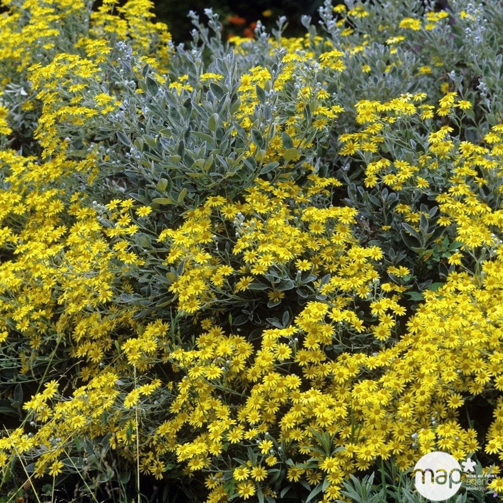 Senecio Greyii : H 30/40 cm ctr 3 litres