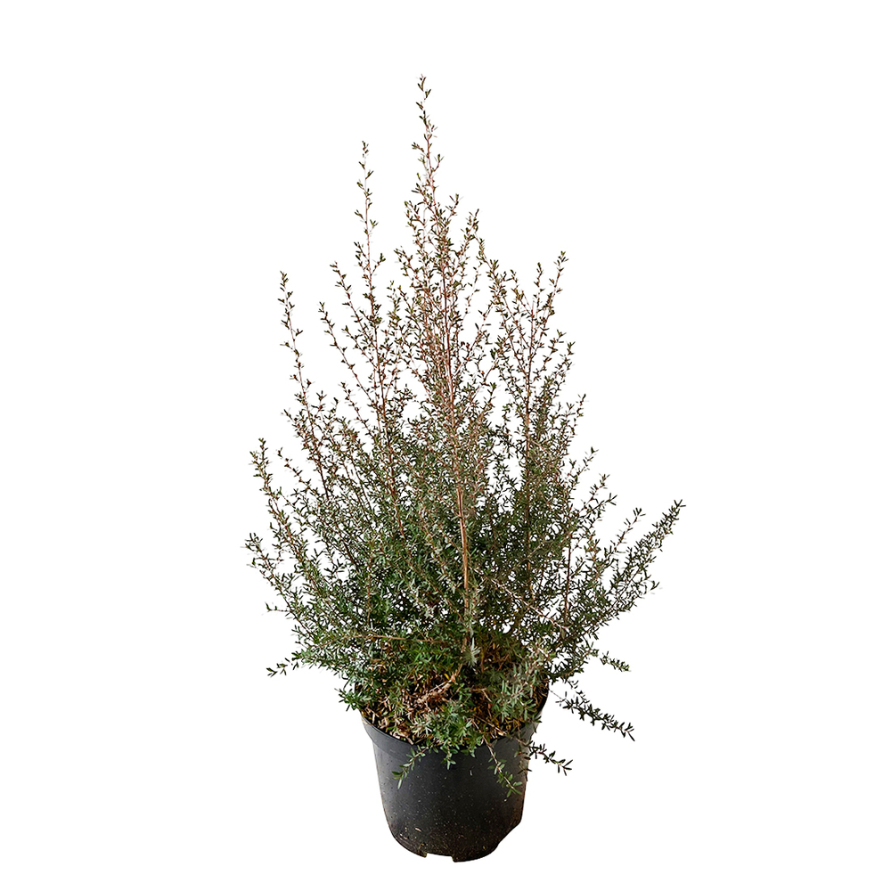 Leptospermum : pot de 5L