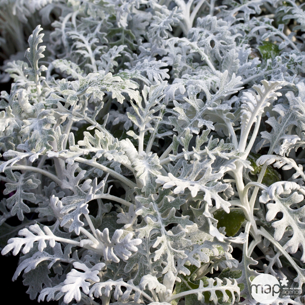 CinÃ©raire maritime : barquette de 6 plants