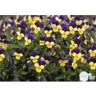 Viola cornuta: barquette de 6 plants