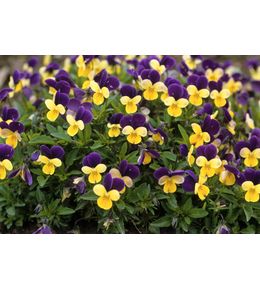 Viola cornuta: barquette de 6 plants