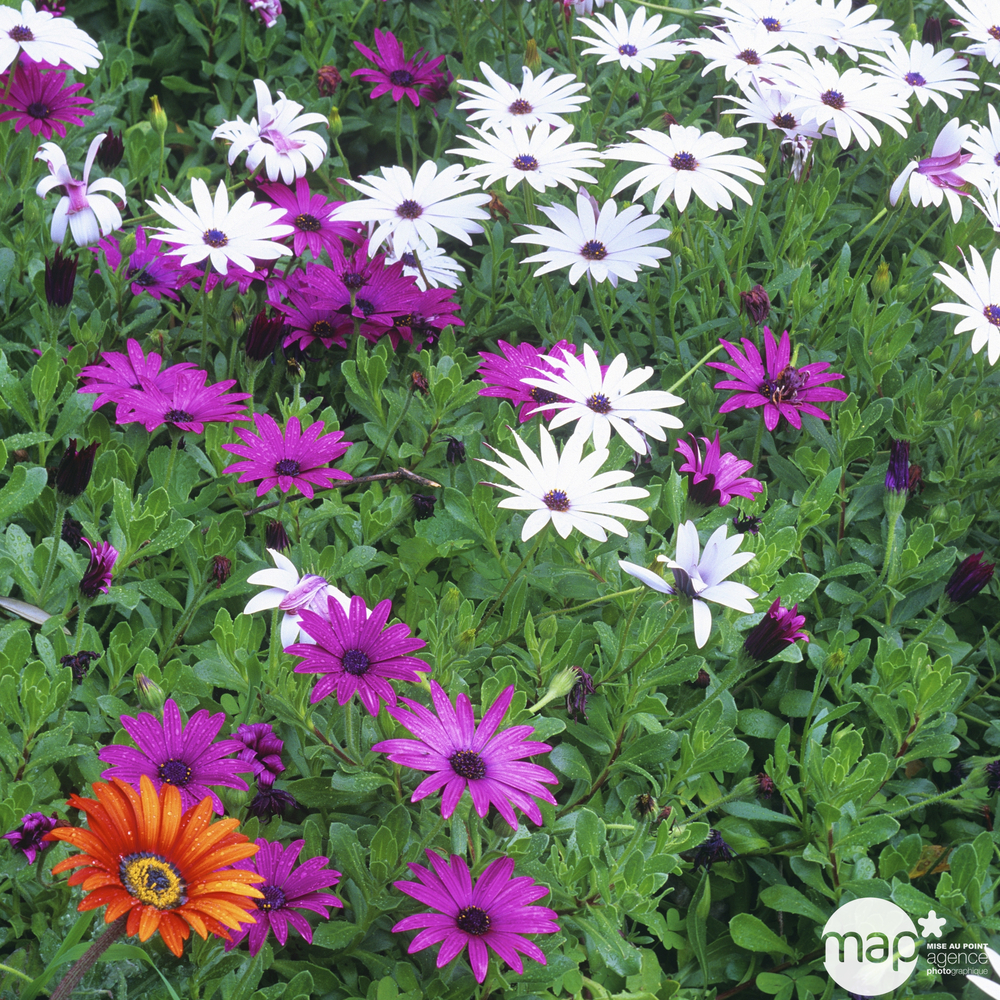 Osteospermum : pot Ø 13 cm ou Ctr 1 litre