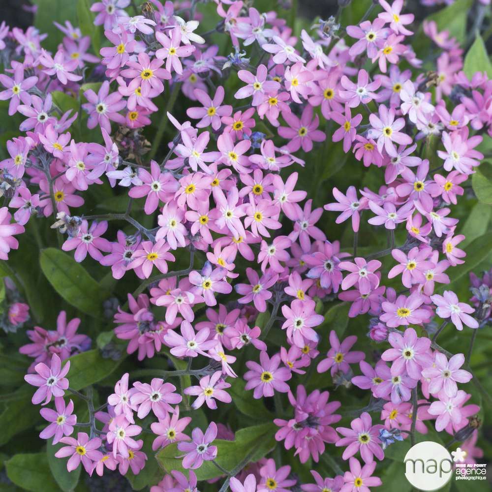 Myosotis: barquette de 6 plants