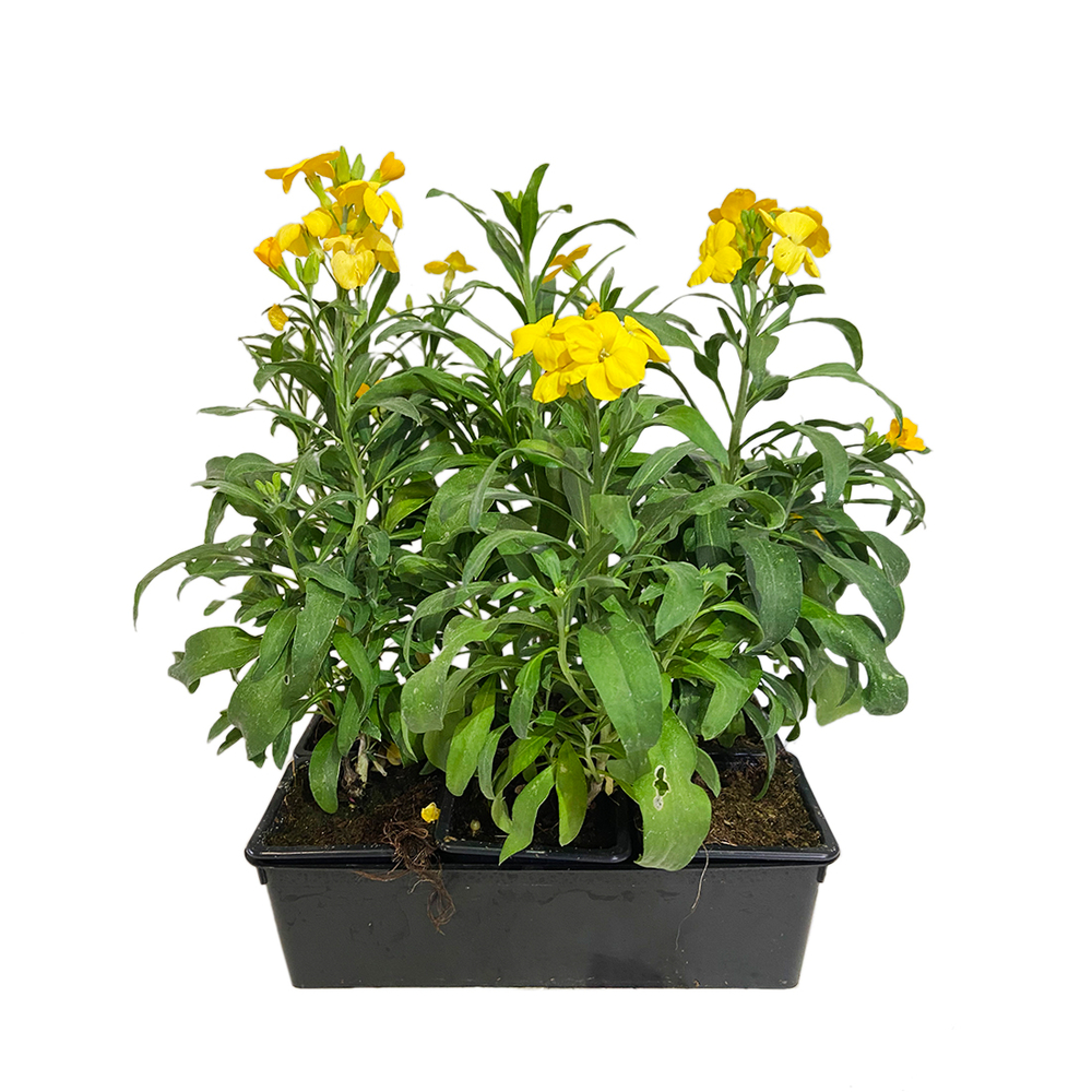 Giroflée : barquette de 6 plants