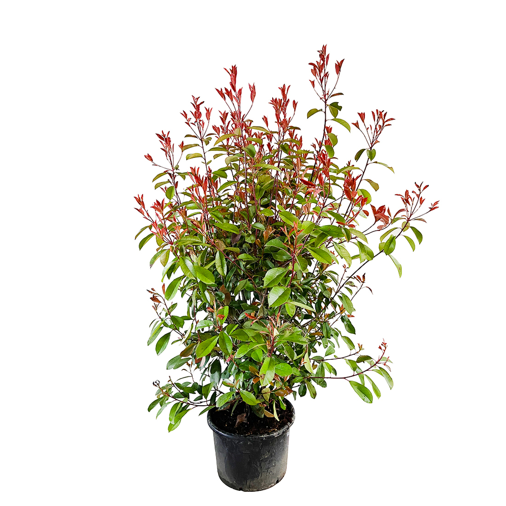 Photinia x fraseri ' red robin ': pot 20L