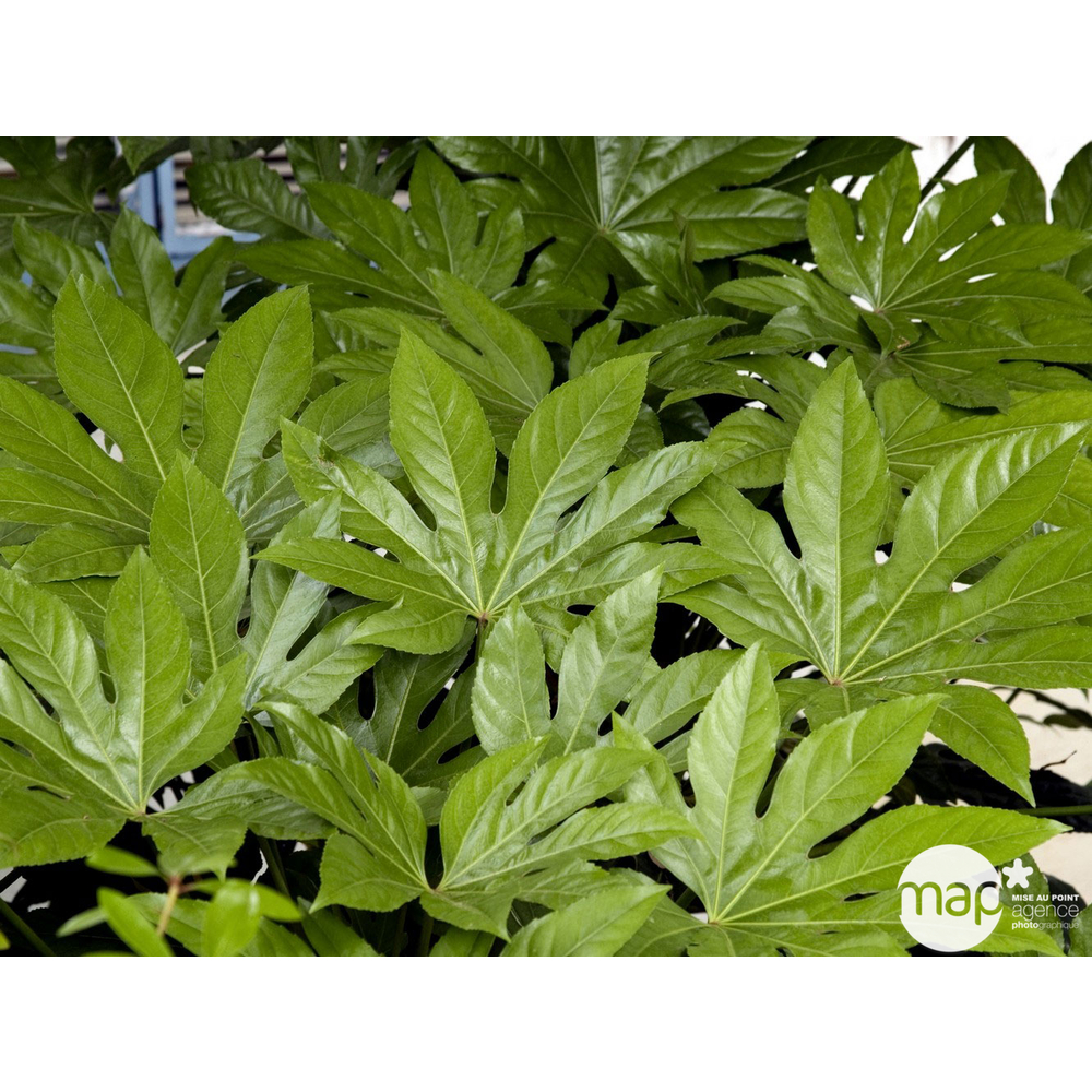 Fatsia japonica : LV15