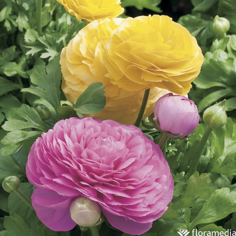 Renoncule : barquette de 6 pots D.9cm