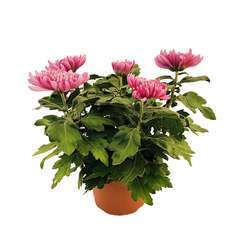ChrysanthÃšme uniflore: 6 fleurs, pot 3L