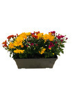 Chrysanthème multifleur : jardinière de 40 cm