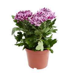 Chrysanthème uniflore:3 fleurs conteneur 2 litres