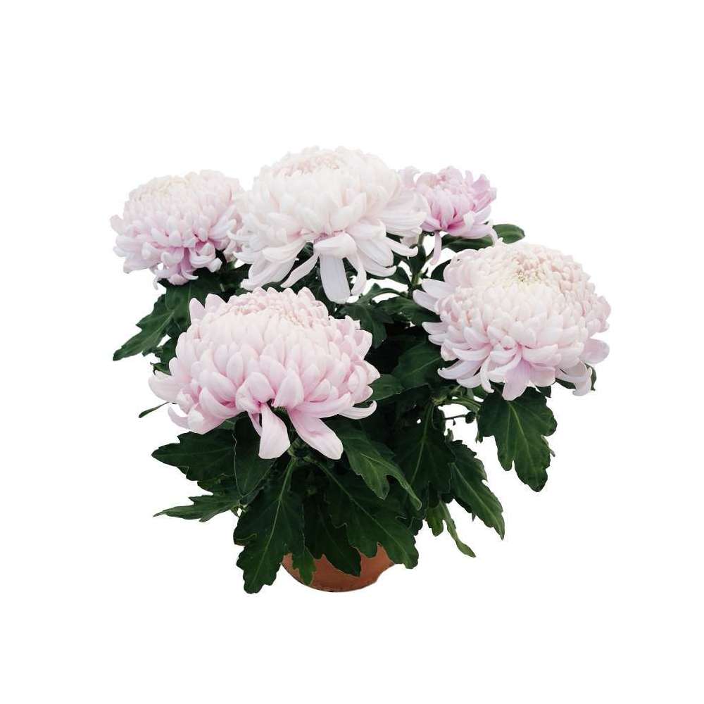 Chrysantheme Uniflore 5 Fleurs Conteneur 3 Litres Truffaut