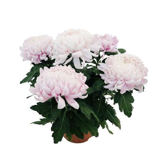 Chrysantheme Uniflore 5 Fleurs Conteneur 3 Litres Truffaut Chrysantheme Uniflore 5 Fleurs Conteneur 3 Litres Truffaut