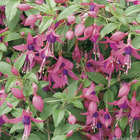 Fuchsia fleuri : pot Ø 13 cm ou Ctr 1 litre